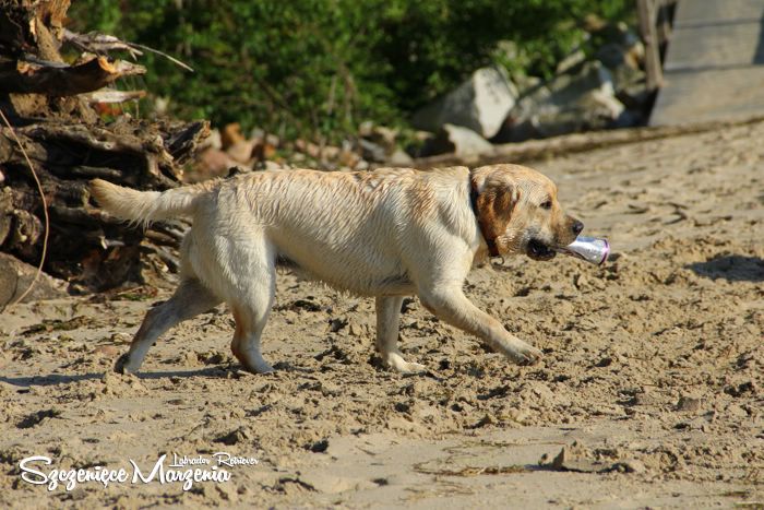 Labrador Retriever