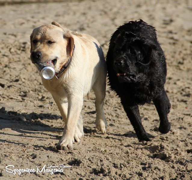 Labrador Retriever