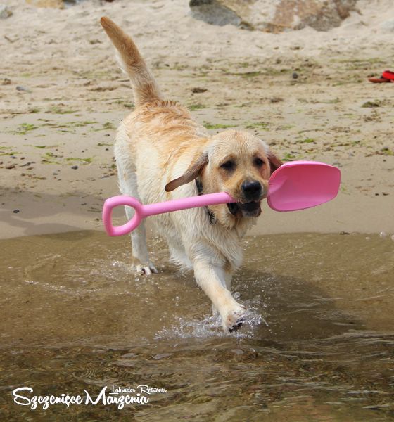 Labrador Retriever