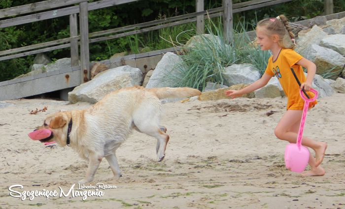 Labrador Retriever