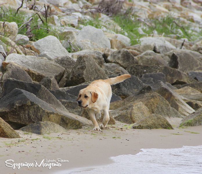 Labrador Retriever