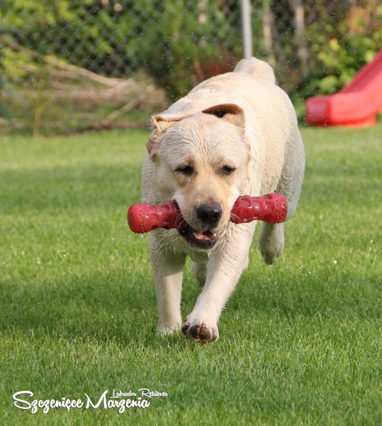 Labrador Retriever