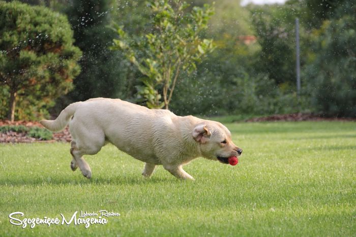 Labrador Retriever