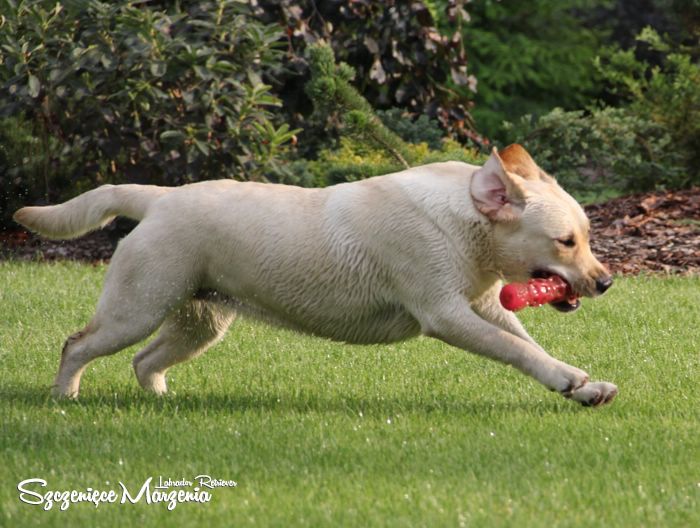 Labrador Retriever