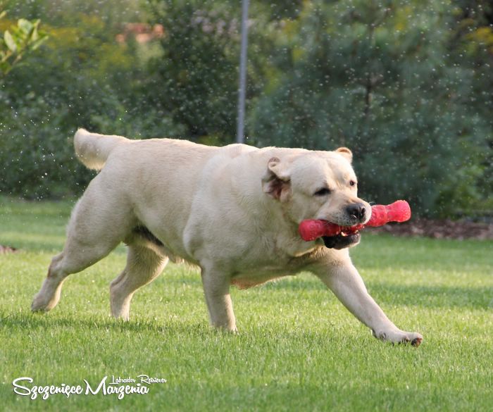 Labrador Retriever