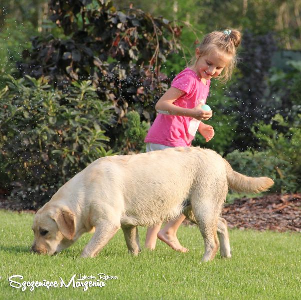 Labrador Retriever