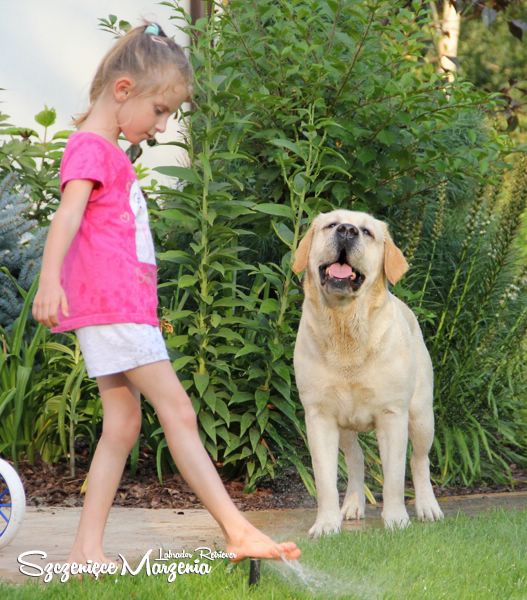 Labrador Retriever