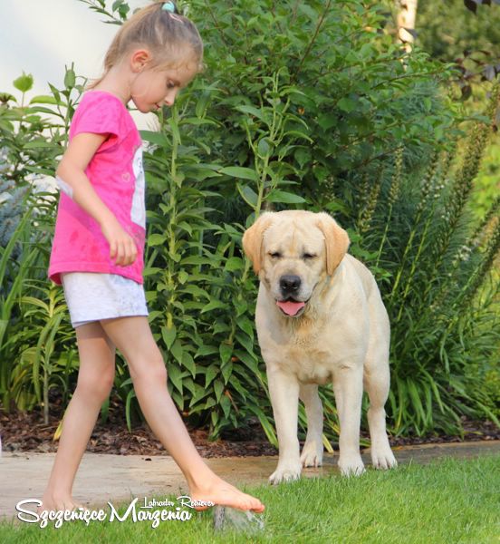 Labrador Retriever
