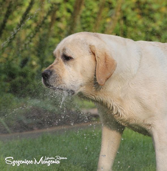 Labrador Retriever