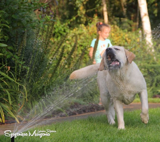Labrador Retriever