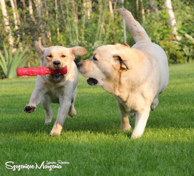 Labrador Retriever