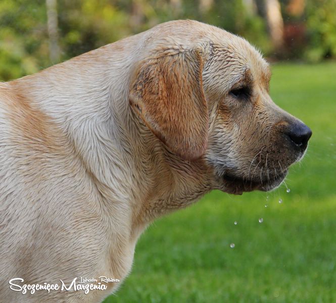 Labrador Retriever