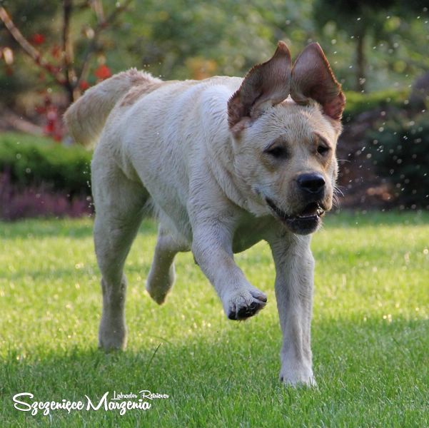 Labrador Retriever