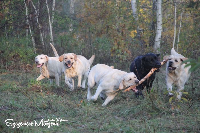 Labrador Retriever