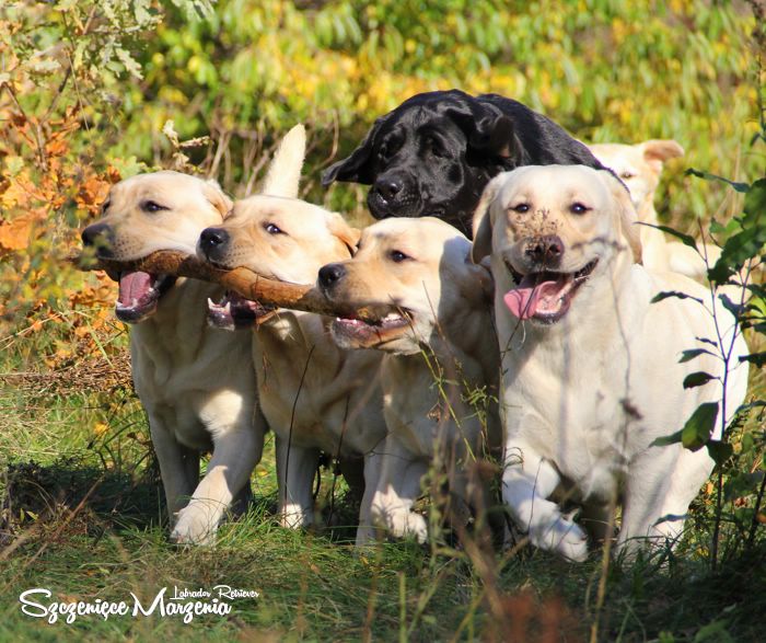 Labrador Retriever
