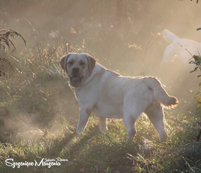 Labrador Retriever
