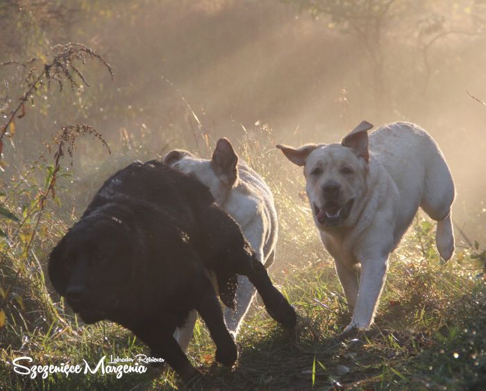 Labrador Retriever