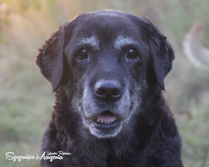 Labrador Retriever