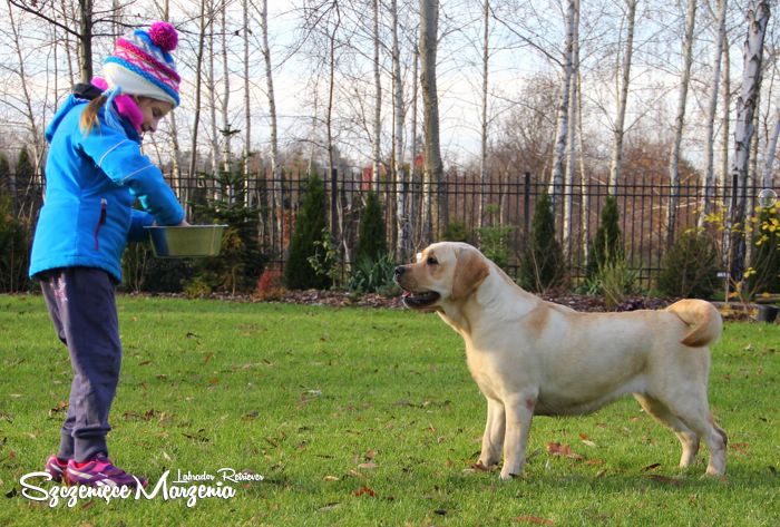 Labrador Retriever