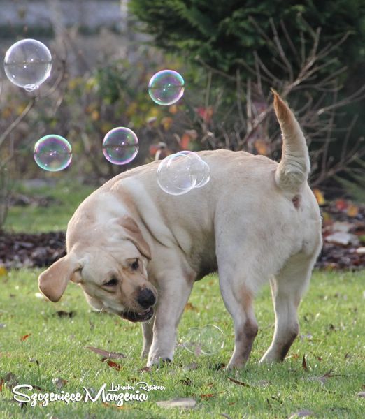 Labrador Retriever