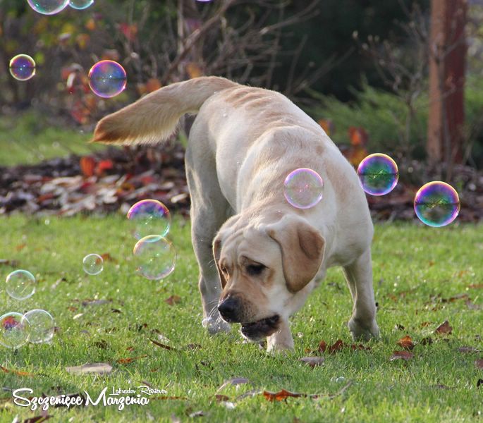 Labrador Retriever