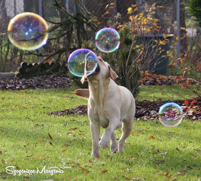 Labrador Retriever
