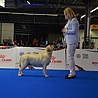 Baby Doll Szczenięce Marzenia