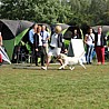 Casablanca Szczenięce Marzenia