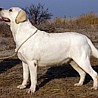 Gayatri Szczenięce Marzenia
