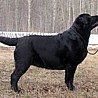 Nikita