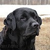 Nikita