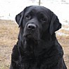Nikita