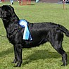 Nikita
