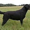 Nikita