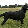 Nikita
