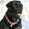 Nikita
