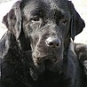 Nikita