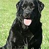Nikita