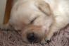 Szczenięta Labrador Retriever
