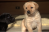 Szczenięta Labrador Retriever