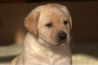 Szczenięta Labrador Retriever
