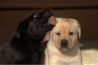 Szczenięta Labrador Retriever