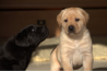 Szczenięta Labrador Retriever