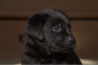 Szczenięta Labrador Retriever