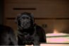 Szczenięta Labrador Retriever