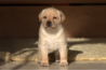 Szczenięta Labrador Retriever