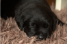 Szczenięta Labrador Retriever
