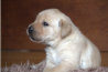 Szczenięta Labrador Retriever