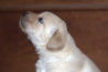 Szczenięta Labrador Retriever