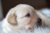 Szczenięta Labrador Retriever
